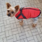 PetGishi™ Dog jacket With Built-in Harness photo review