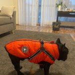PetGishi™ Dog jacket With Built-in Harness photo review