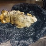 Pupniture&trade; Protector Calming Pet Bed photo review