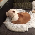 Pupniture™ Protector Calming Pet Bed photo review