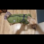 PetGishi™ Dog jacket With Built-in Harness photo review