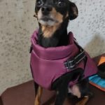 PetGishi™ Dog jacket With Built-in Harness photo review