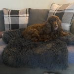 Pupniture™ Protector Calming Pet Bed photo review