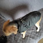 PetGishi™ Dog jacket With Built-in Harness photo review