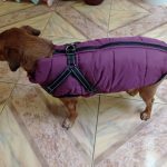 PetGishi™ Dog jacket With Built-in Harness photo review