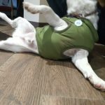 PetGishi™ Dog jacket With Built-in Harness photo review