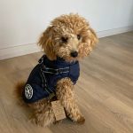 PetGishi™ Dog jacket With Built-in Harness photo review