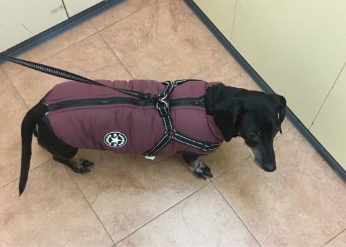 PetGishi™ Dog jacket With Built-in Harness photo review