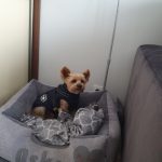 PetGishi™ Dog jacket With Built-in Harness photo review