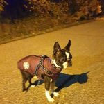 PetGishi™ Dog jacket With Built-in Harness photo review