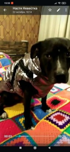 PetGishi™ Dog jacket With Built-in Harness photo review