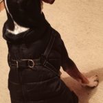 PetGishi™ Calming Dog jacket With Built-in Harness photo review