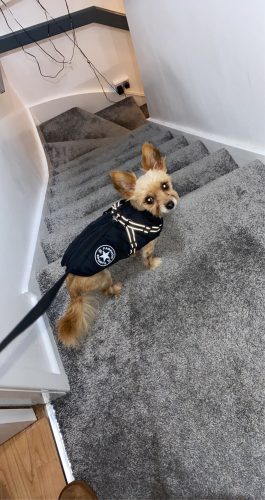 PetGishi™ Dog jacket With Built-in Harness photo review