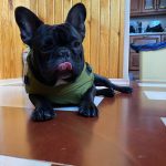 PetGishi™ Dog jacket With Built-in Harness photo review