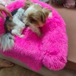 Pupniture™ Protector Calming Pet Bed photo review