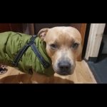 PetGishi™ Dog jacket With Built-in Harness photo review