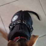 PetGishi™ Dog jacket With Built-in Harness photo review