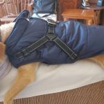 PetGishi™ Dog jacket With Built-in Harness photo review