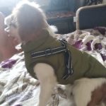 PetGishi™ Dog jacket With Built-in Harness photo review