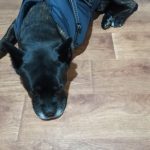 PetGishi™ Dog jacket With Built-in Harness photo review