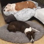 Pupniture™ Protector Calming Pet Bed photo review
