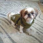 PetGishi™ Dog jacket With Built-in Harness photo review