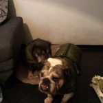PetGishi™ Dog jacket With Built-in Harness photo review