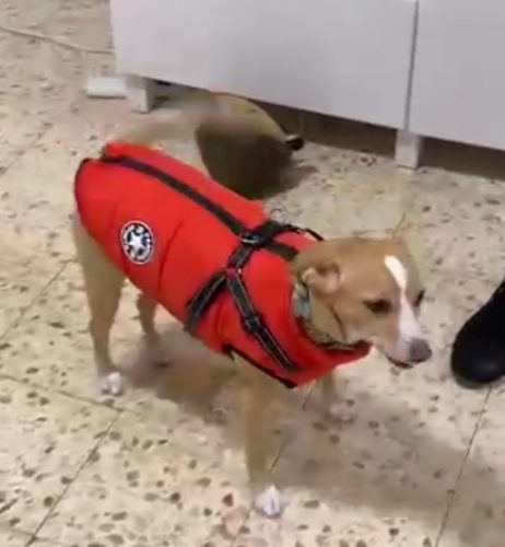 PetGishi™ Dog jacket With Built-in Harness photo review