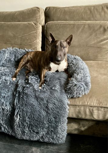 Click to view full screen Pupniture™ Protector Calming Pet Bed photo review