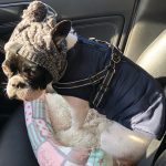 PetGishi™ Dog jacket With Built-in Harness photo review