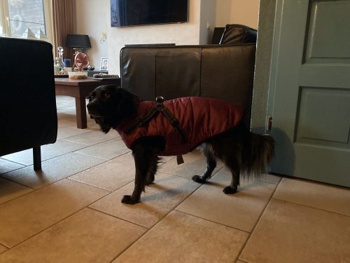 PetGishi™ Dog jacket With Built-in Harness photo review