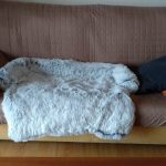 Pupniture™ Protector Calming Pet Bed photo review