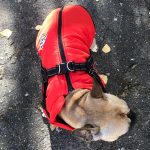 PetGishi™ Dog jacket With Built-in Harness photo review