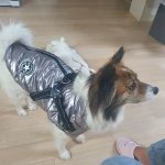 PetGishi™ Dog jacket With Built-in Harness photo review