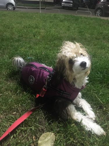 PetGishi™ Dog jacket With Built-in Harness photo review