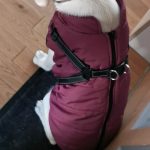 PetGishi™ Dog jacket With Built-in Harness photo review