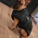 PetGishi™ Dog jacket With Built-in Harness photo review