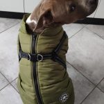 PetGishi™ Dog jacket With Built-in Harness photo review