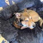 Pupniture™ Protector Calming Pet Bed photo review