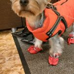 PetGishi™ Dog jacket With Built-in Harness photo review
