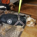PetGishi™ Dog jacket With Built-in Harness photo review