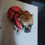 PetGishi™ Dog jacket With Built-in Harness photo review