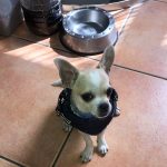 PetGishi™ Dog jacket With Built-in Harness photo review