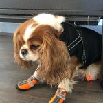 PetGishi™ Dog jacket With Built-in Harness photo review