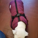 PetGishi™ Dog jacket With Built-in Harness photo review