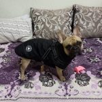 PetGishi™ Dog jacket With Built-in Harness photo review