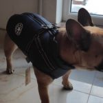 PetGishi™ Dog jacket With Built-in Harness photo review
