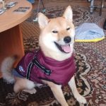 PetGishi™ Dog jacket With Built-in Harness photo review