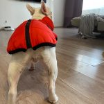 PetGishi™ Dog jacket With Built-in Harness photo review