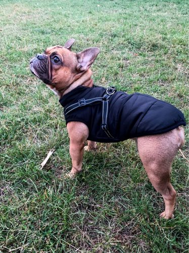 PetGishi™ Dog jacket With Built-in Harness photo review